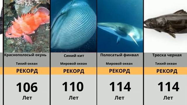 САМЫЕ СТАРЫЕ животные на Земле смотреть онлайн