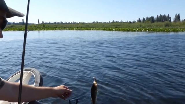 🐟 РЫБАЛКА В АМЕРИКЕ..НАШ УЛОВ..ПЛАНТАЦИЯ КУВШИНОК.. смотреть онлайн
