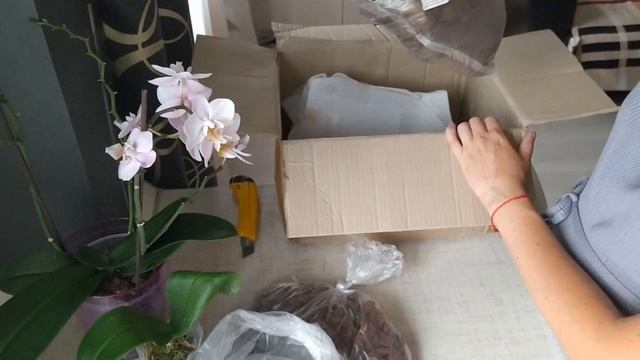 Заказ орхидеи через интернет. Первый полив после почты.