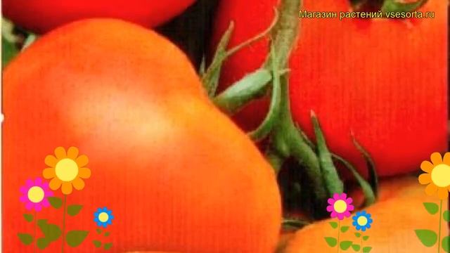 Томат обыкновенный Челябинский метеорит. Краткий обзор, описание характеристик, где купить семена