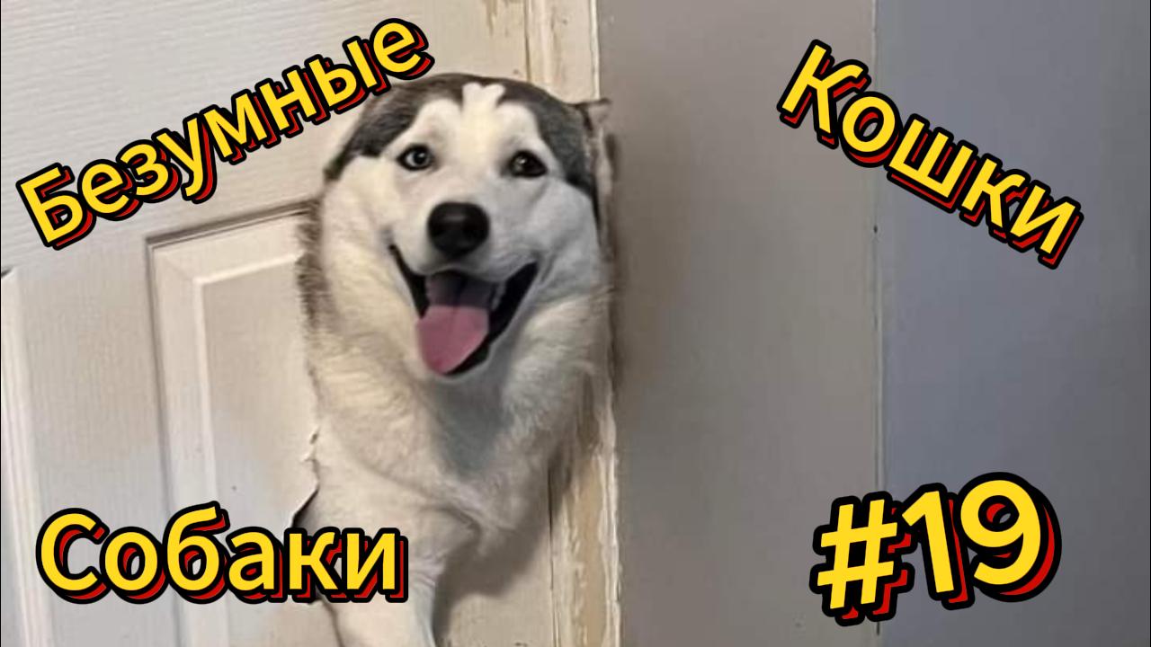 ДО СЛЁЗ ? подборка безумных кошек и собак | Смешные видео - Лучшие ПРИКОЛЫ 19 смотреть онлайн