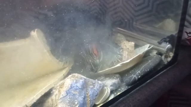 Красноухая черепаха ЕСТ СВОИ ЯЙЦА|| Красноушка отложила яйца смотреть онлайн