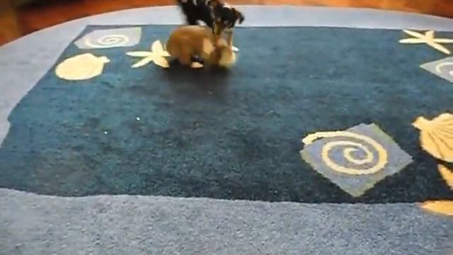 Собака против Кролика 2) rabbit vs dog смотреть онлайн