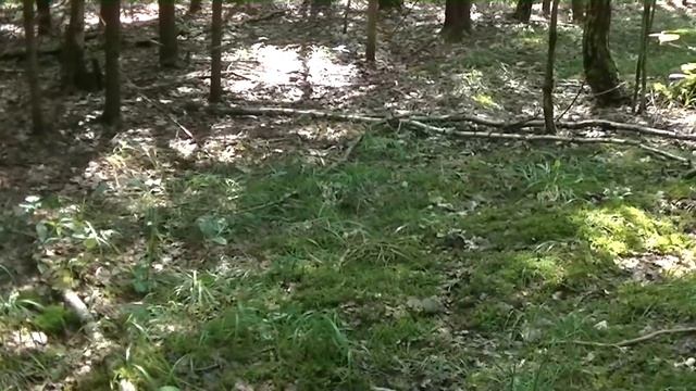Грибы после дождей,29Июня,Белые,лисички. смотреть онлайн