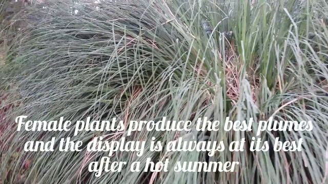 Cortaderia Pampas Grass. смотреть онлайн