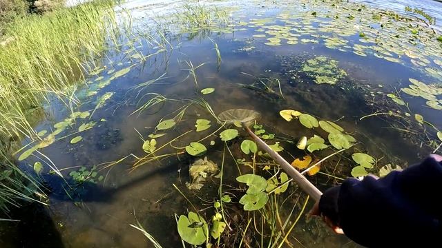 Четвертый день на большой реке. Окунь на микроджиг. Малёк в аквариум. #каналнарыбалку# смотреть онлайн