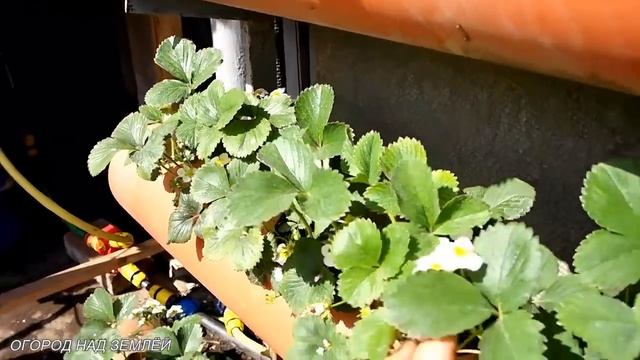 КЛУБНИКА В ТРУБАХ/Весна-цветение клубники в грядках из трубы. смотреть онлайн