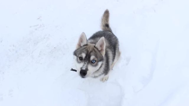 видео "Снежка 3 мес." смотреть онлайн