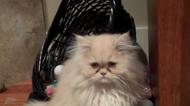 Paz4PlayCattery.com Miss Piggy смотреть онлайн