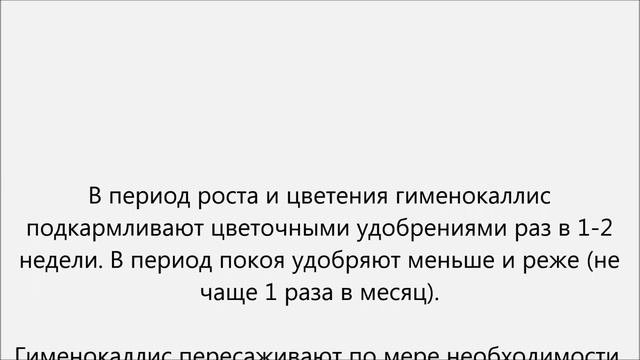 Гименокаллис уход смотреть онлайн