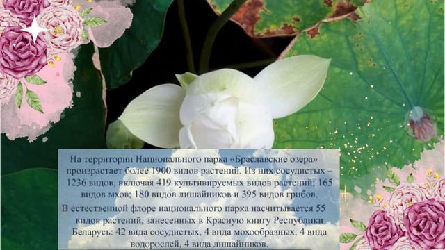 Национальные парк смотреть онлайн