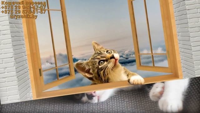 Переезд кошки или кота в новый дом смотреть онлайн
