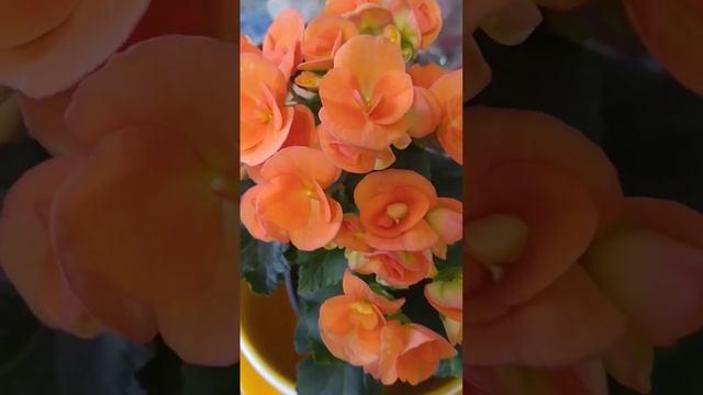Оранжевая бегония смотреть онлайн