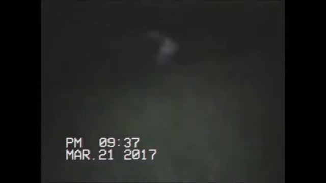 "Dryopteris sp." смотреть онлайн