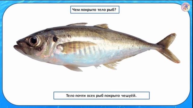 14 Кто такие рыбы смотреть онлайн