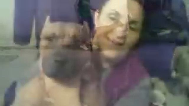 Pit Bull -Titan- (Macedonian Pride) смотреть онлайн