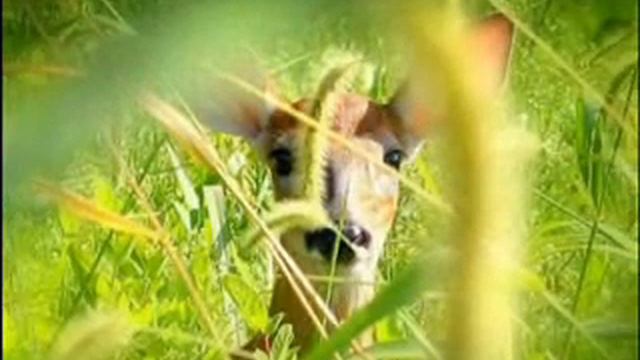 BOSWORTH PLAYS DEBUSSY CLAIR DE LUNE AUDIO VERSION смотреть онлайн