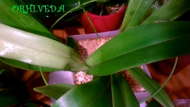 ЦЕОЛИТ_ZeoFlora_ ЭКСПЕРИМЕНТ _   Влагосберегающий грунт для орхидей_ Начало испытаний