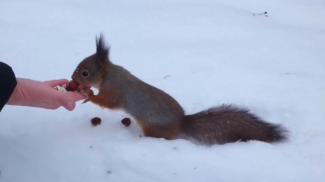 Белочка любит орешки. Кормим пушистиков с рук в Петергофе. Squirrels. смотреть онлайн