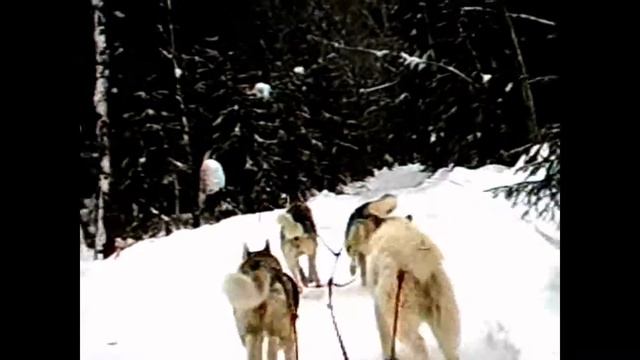 собачи упряжки смотреть онлайн