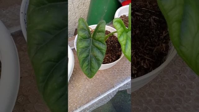 Alocasia Sinuata