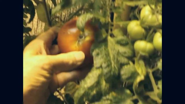 Winter grown Tomatoes смотреть онлайн