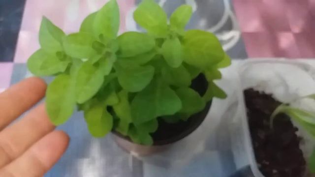 Что случилось с рассадой Петунии?