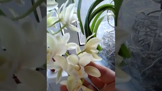 Cymbidium Sarah Jean 