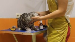 Cat combing and cleaning ears - Scottish Fold