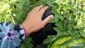 ? Пробуем первый арбуз выращенный в открытом грунте , в Ленинградской области ?