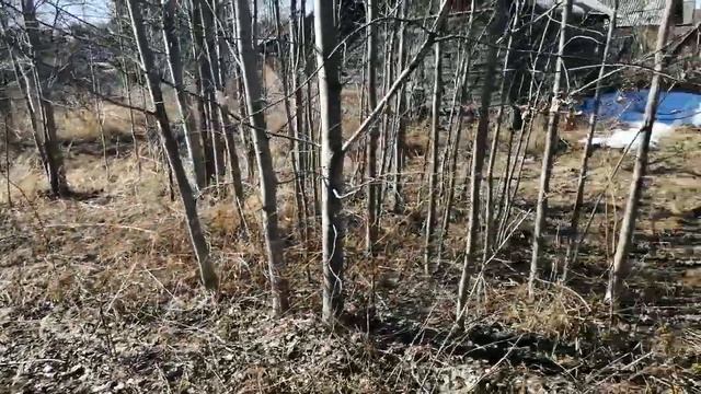 Купили заброшенный участок. Апрель 2021. смотреть онлайн