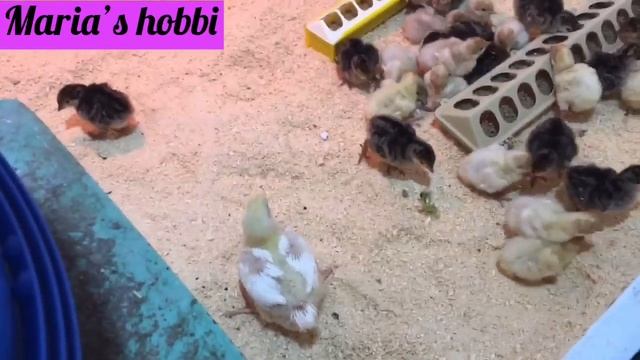 Вывод индюшат в инкубаторе НБФ?♀️?♀️?♀️ смотреть онлайн