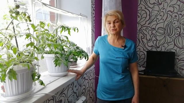 Томаты на подоконнике дают урожай. Интересный эксперимент