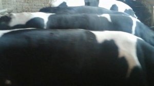 быки Холмогоры 1 год и 2 месяца 23 сентября