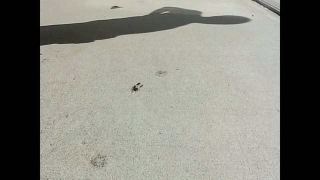 Poor Spider! смотреть онлайн