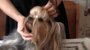 Как сделать топ-кнот йоркширскому терьеру