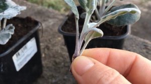 черенкование цинерарии