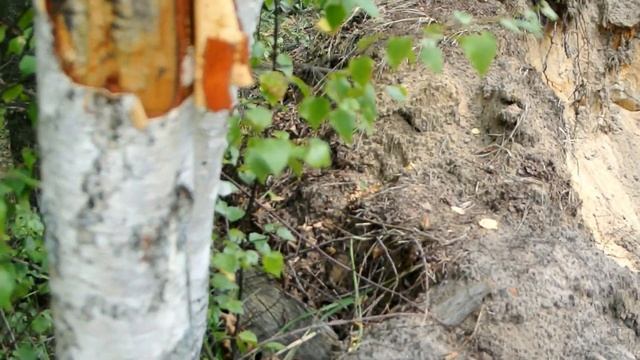 Сбор бересты Подробно Осторожно!Нудный,длинный ролик смотреть онлайн