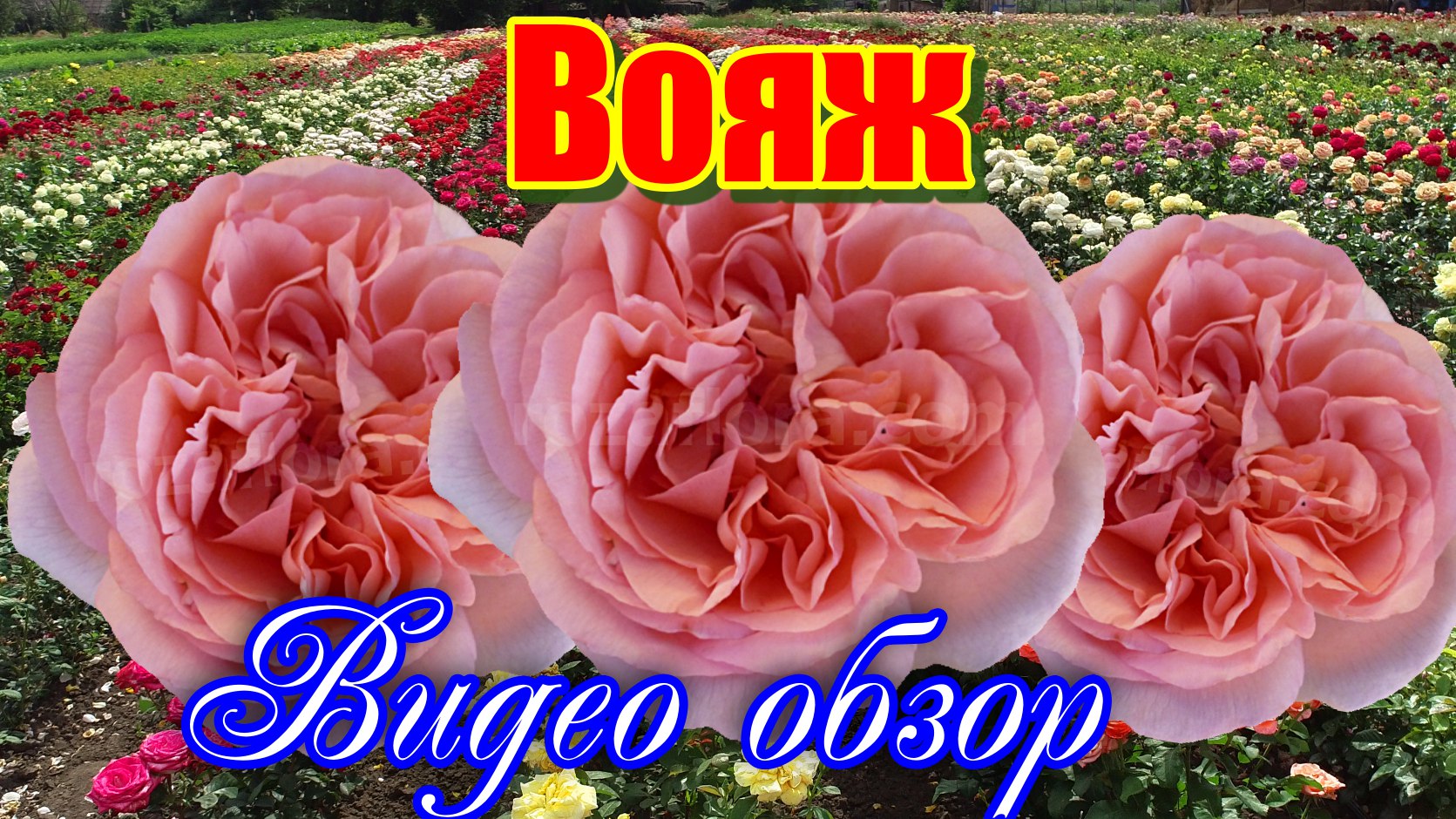 Обзор розы Вояж (Чайно гибридная) - Voyage (Tantau 2013) смотреть онлайн