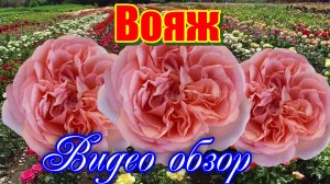 Обзор розы Вояж (Чайно гибридная) -  Voyage (Tantau 2013)