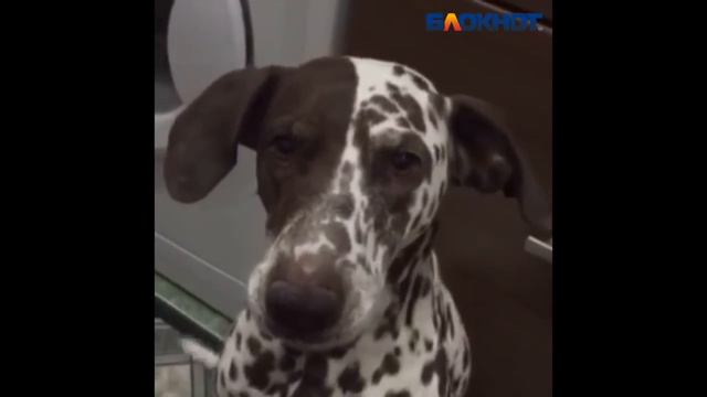 Пятилетняя собака Джессика выговорила имя своего хозяина в Волжском смотреть онлайн