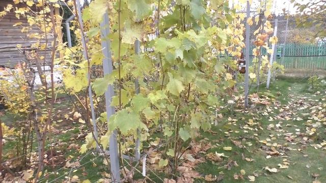 Виноградник в ноябре. Состояние, план работ смотреть онлайн