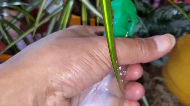 You Are So Beautiful Exotica Scindapsus #exoticas #scindapsus #ficusbenjamina #youaresobeautiful