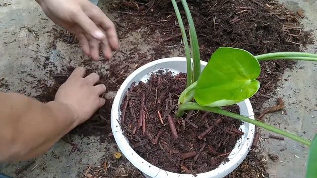 Repotting Syngonium Chiapense