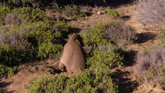 Young Caracal learning to Hunt - Amazing Videos | Wild Wonders смотреть онлайн