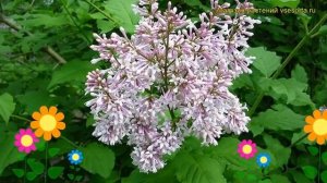 Сирень венгерская. Краткий обзор, описание характеристик syringa josikaea