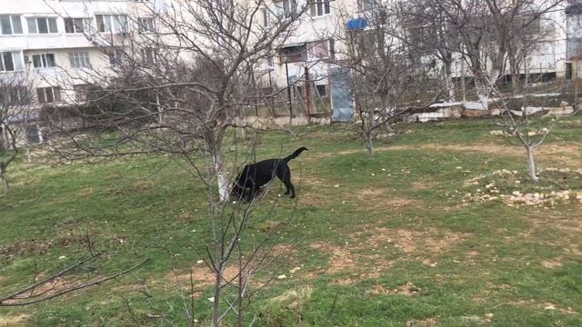 Большие и маленькие Собаки на прогулке - как избежать конфликта смотреть онлайн