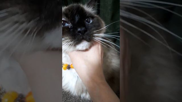 マコチャン目やにがとまらにゃい　20220224