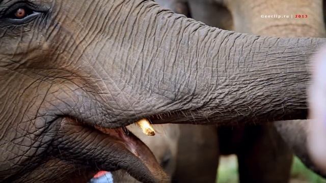 Шри-Ланка - Приют слонов в Пиннавеле - путешествие по Цейлону Sri Lanka-Pinnawala-Elephant Orphanag смотреть онлайн