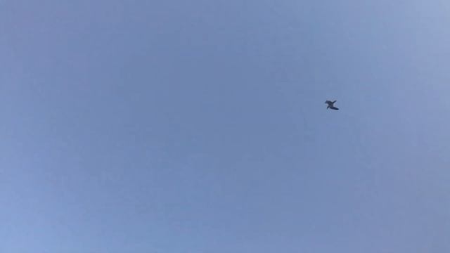 С небес да об землю /стихи Марины Винтер/ смотреть онлайн